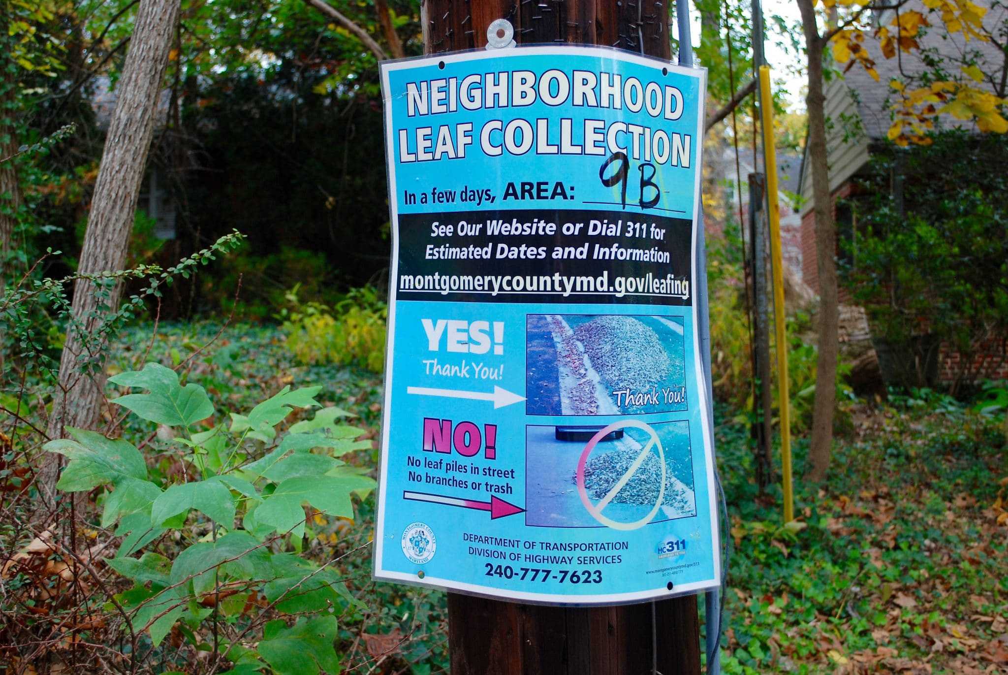 Leaf collections to begin next week