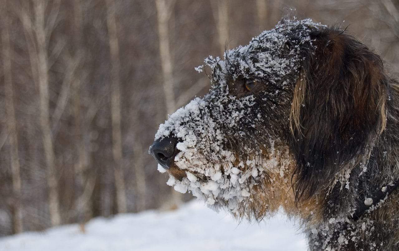 Animal Services enforcing anti-cruelty regulation