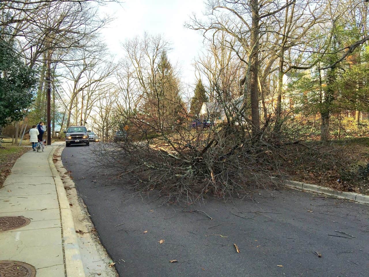 High winds taking down trees, wires around the area