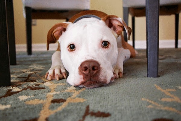 So Your Dog Wants a Yard…