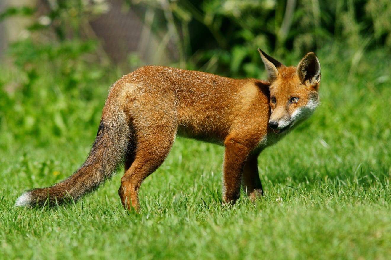 Local Wildlife Can Be Cute, But Potentially Dangerous