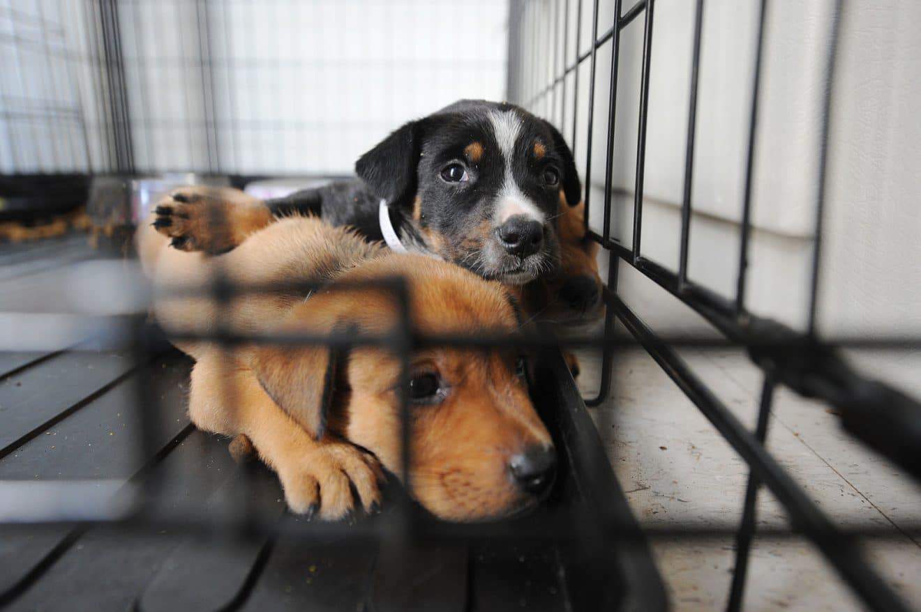 Residents Can Adopt a Pet at No Charge During Adoption Week