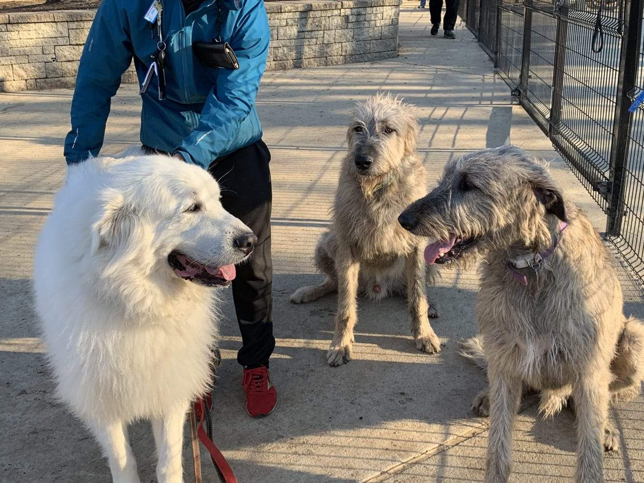 Montgomery Parks Surveying Residents About Future Dog Parks