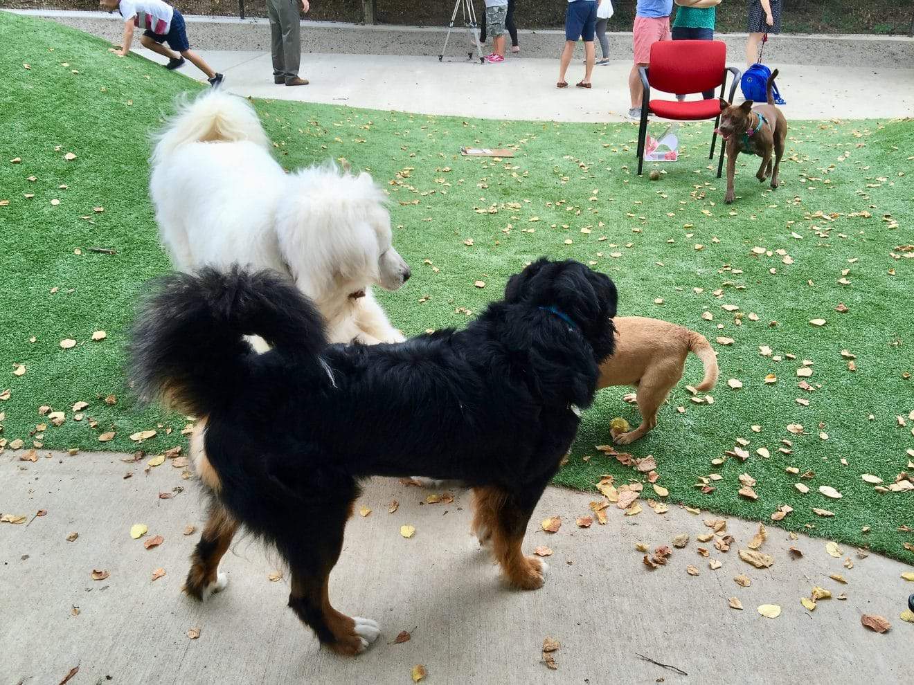 Ellsworth Dog Park Closing for Maintenance