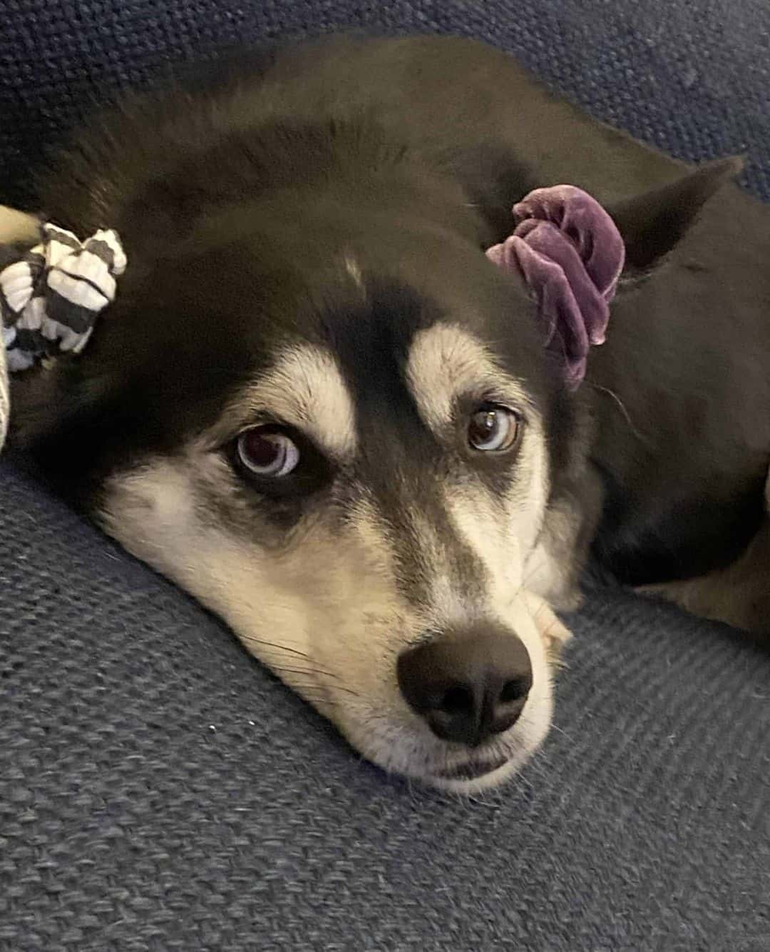 Pet of the Week: “This is Mitch! He is a 2 1/2 year old Pomsky. He loves his sisters and doggie brother Oliver!”