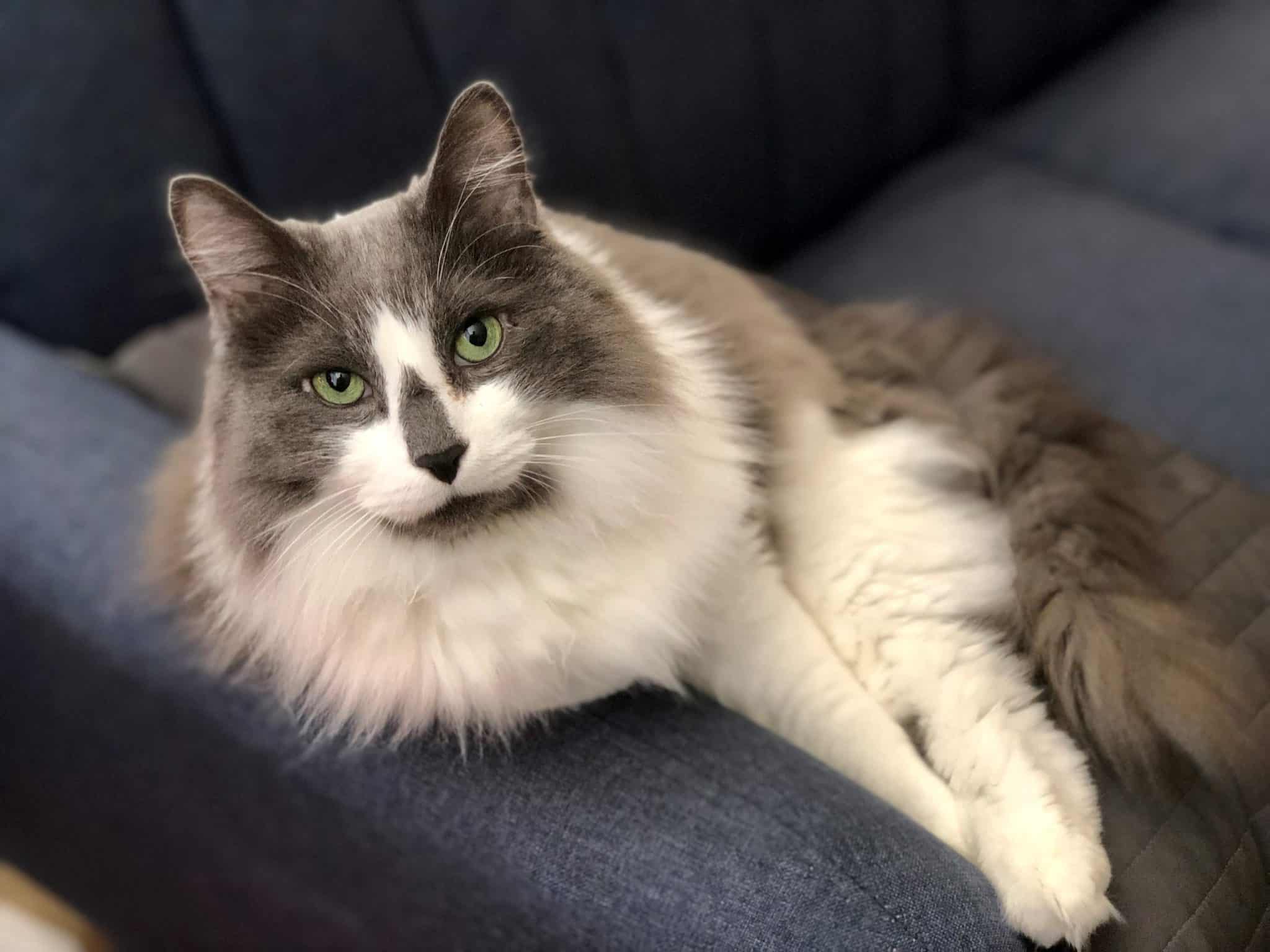 Pet of the Week: “Philippe was rescued in Georgia after his original owner brought him to the vet to be euthanized.”