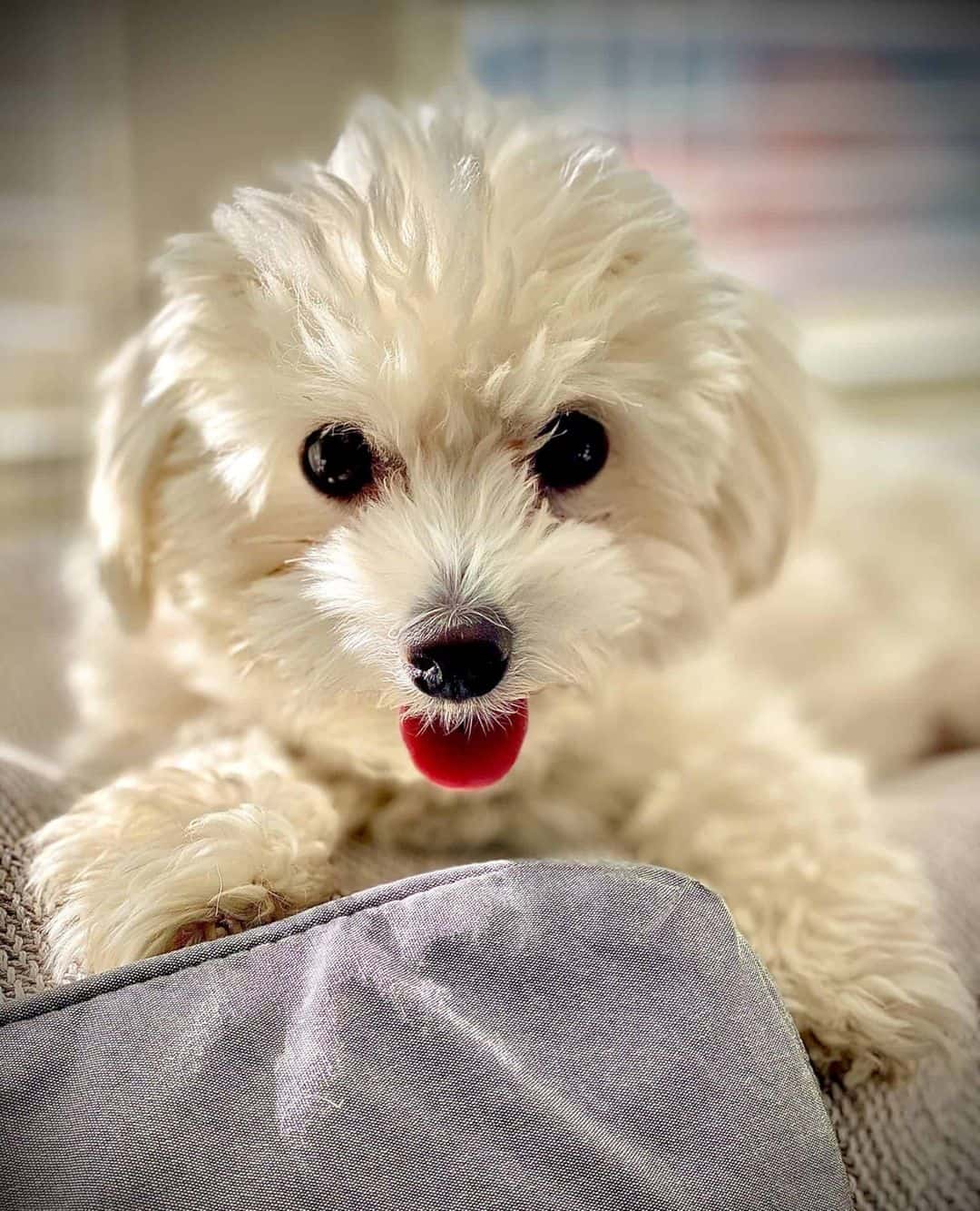 Pet of the Week: “Jojo is quite the smart and sassy little comedian.”