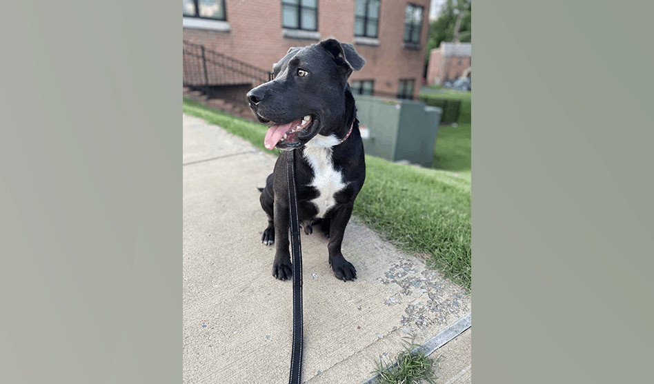 Pet of the Week: “This is Drizzy! He’s a two-year-old pit bull mix who loves running, belly rubs, and acting silly.”