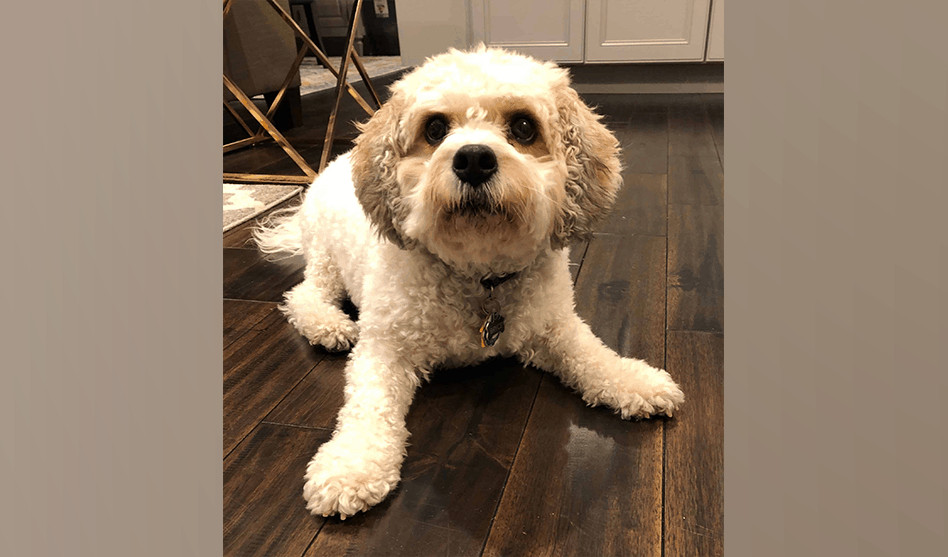 Pet of the Week: “Bryce is a sweet and affectionate Cavachon (half Bichon Frise and half Cavalier) that loves his human 1 year old sister.”