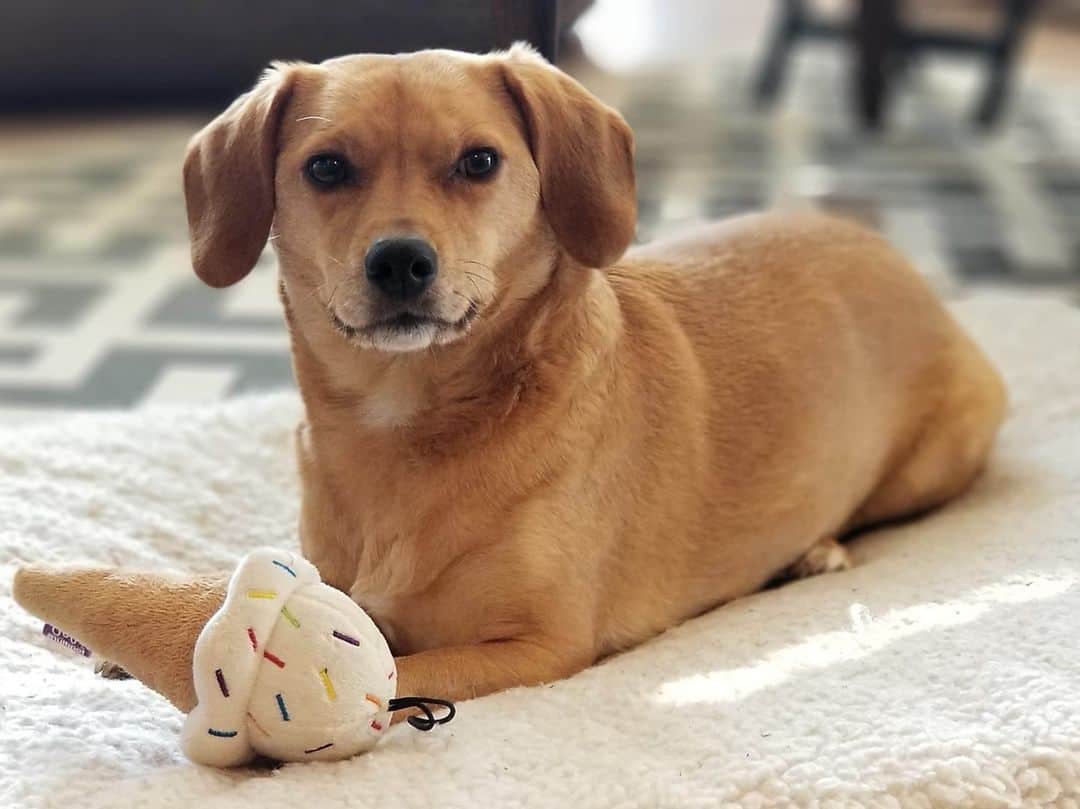 Pet of the Week: Olive