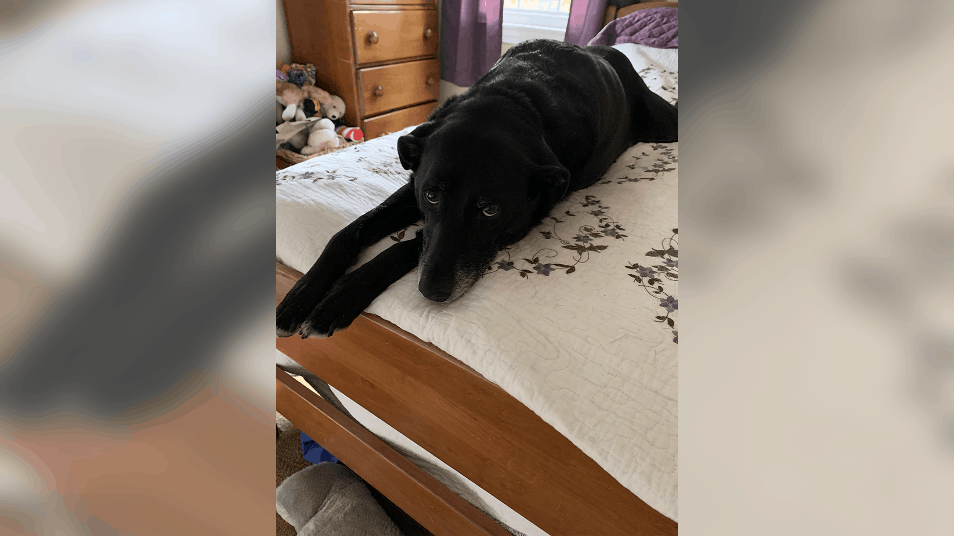 Pet of the Week: “She snores very loudly and loves to chase squirrels.”