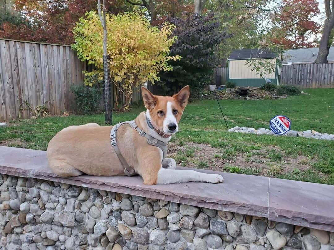 Pet of the Week: “She howls at passing sirens and wants to play with cats.”