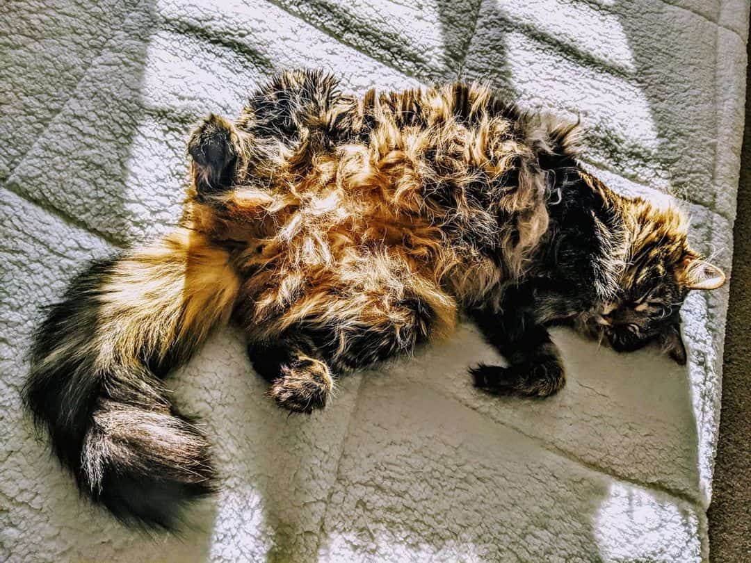 Pet of the Week: “He eats like Garfield and drools when he purrs!”