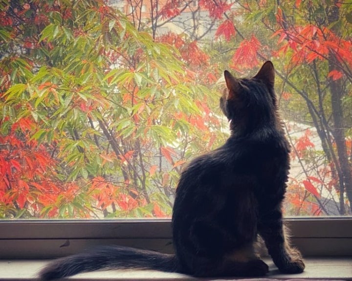 Pet of the Week: “Her favorite pastime is to watch birds from the window in my apartment.”