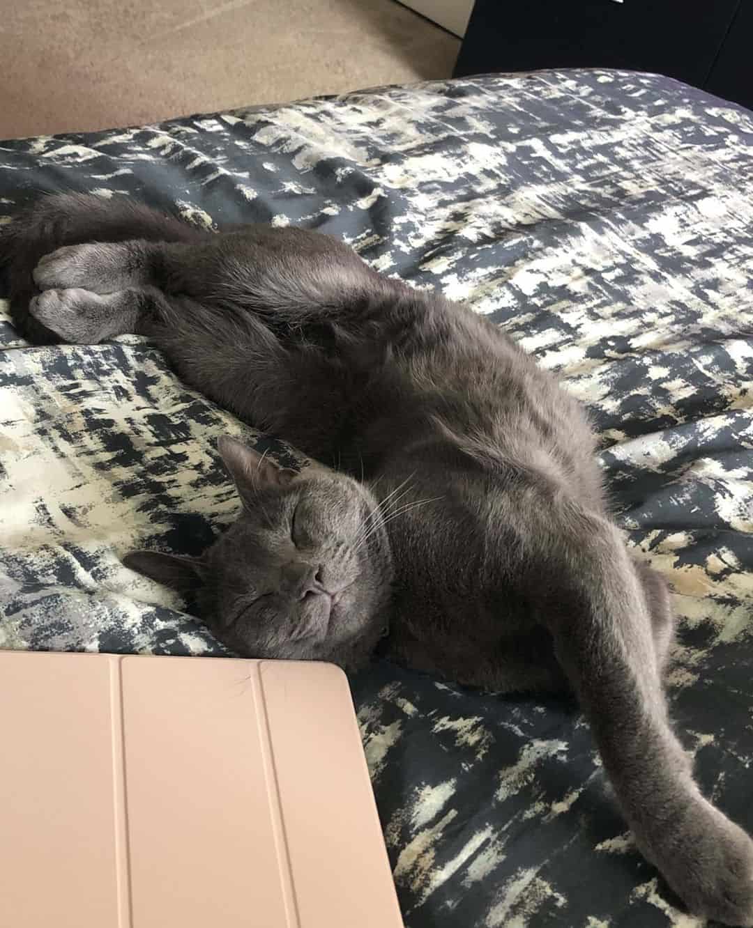 Pet of the Week: “He makes us laugh because he falls asleep in silly positions.”