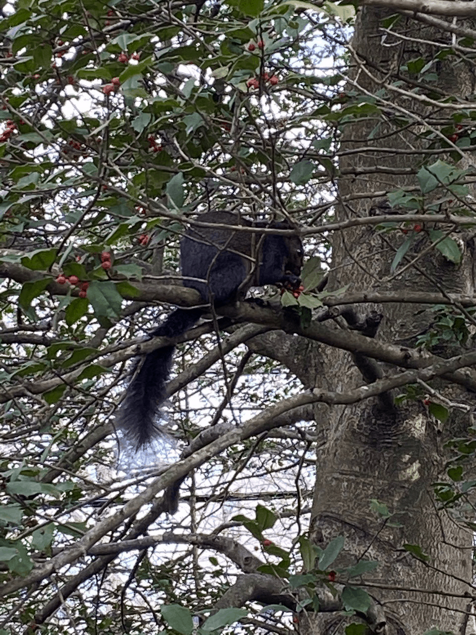 Holiday Feast in Holly Tree