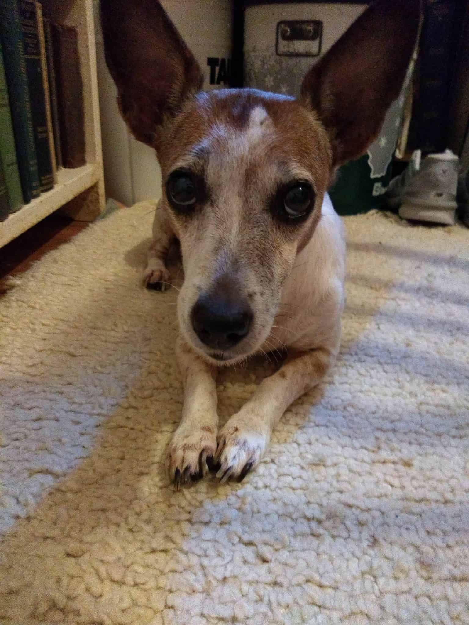 Pet of the Week: “London is an adorable Jack Russell mix with an incredibly fun personality.”