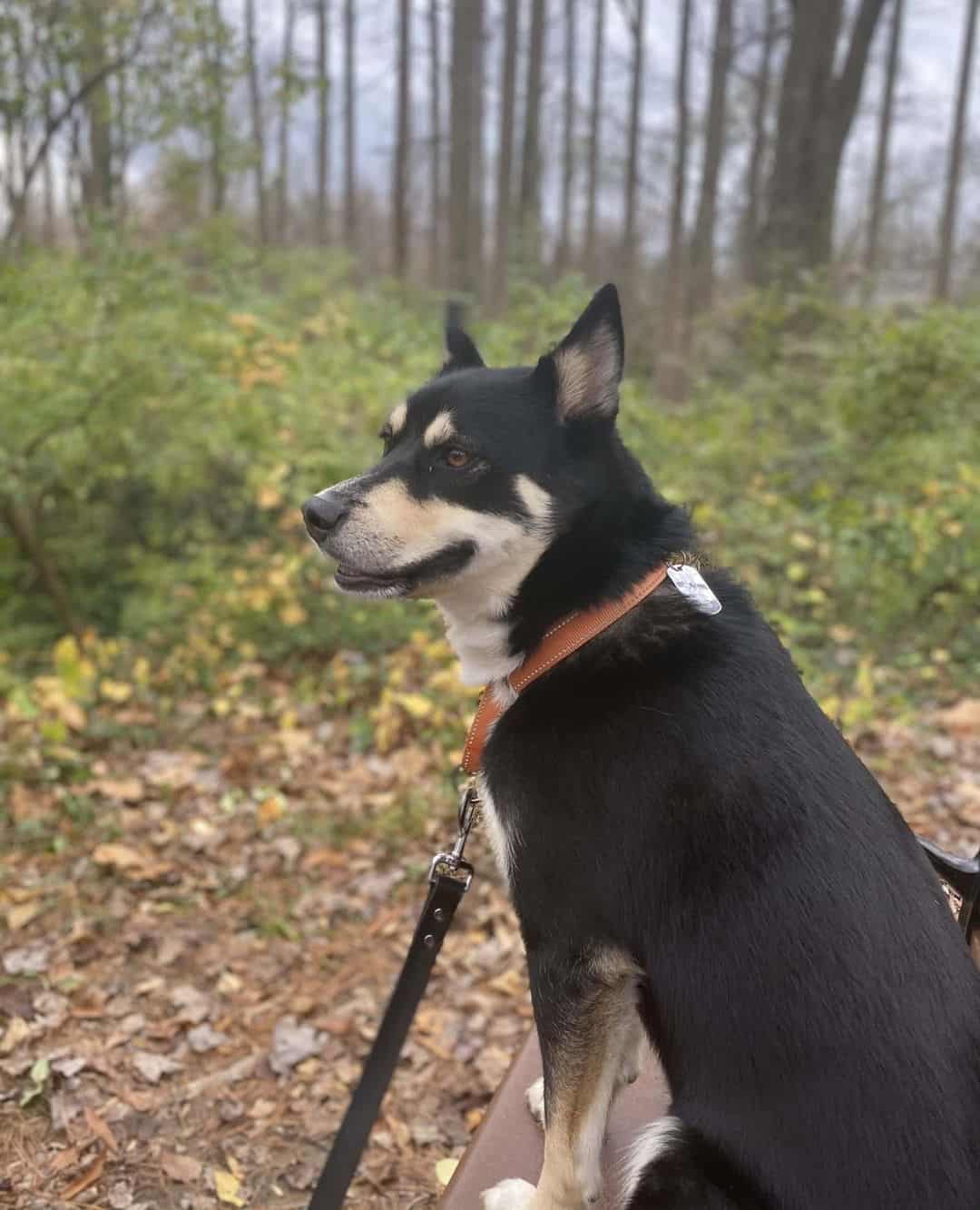 Pet of the Week: “His life goal is to be allowed off leash to actually chase a squirrel (keep dreaming, son).”