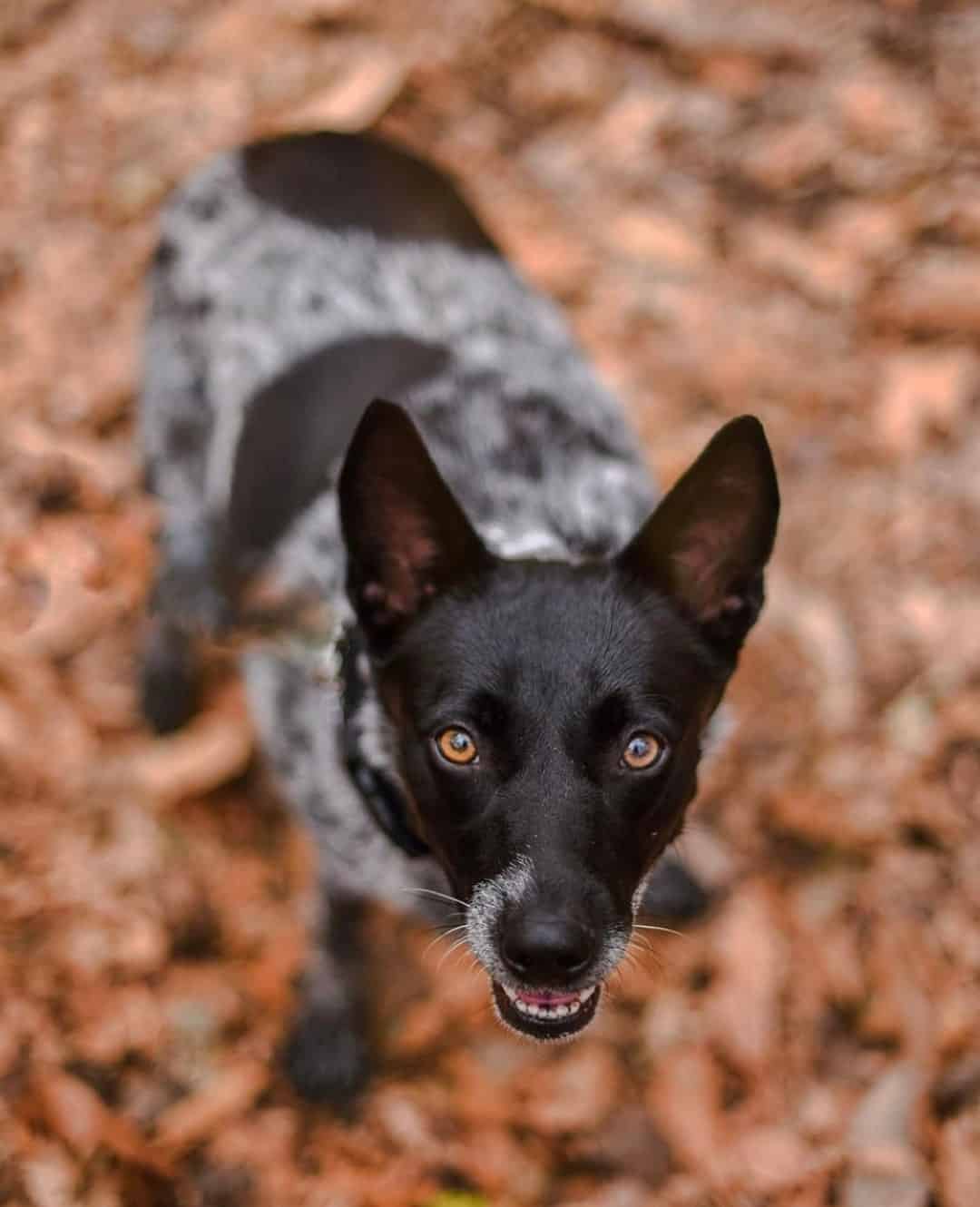 Pet of the Week: “Good luck getting her to give you a paw.”