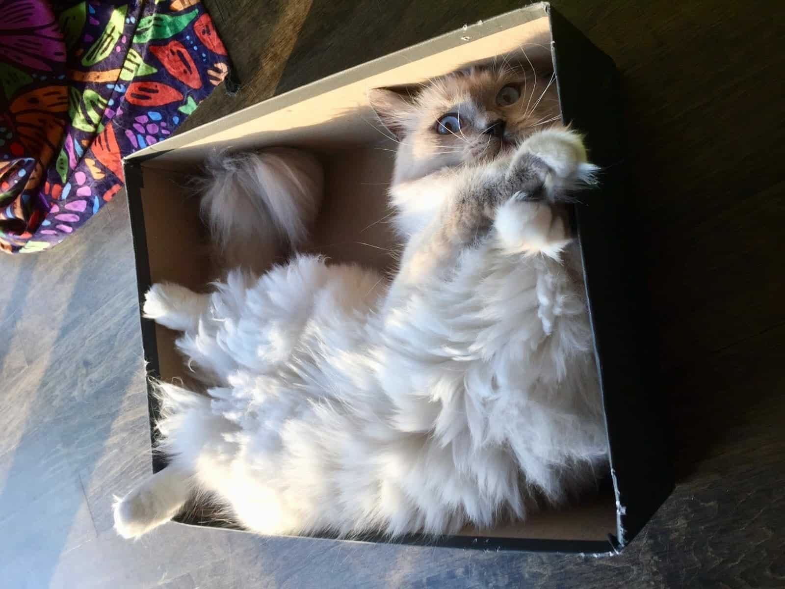 Pet of the Week: “Choop is a cat that likes to be wherever you are.”