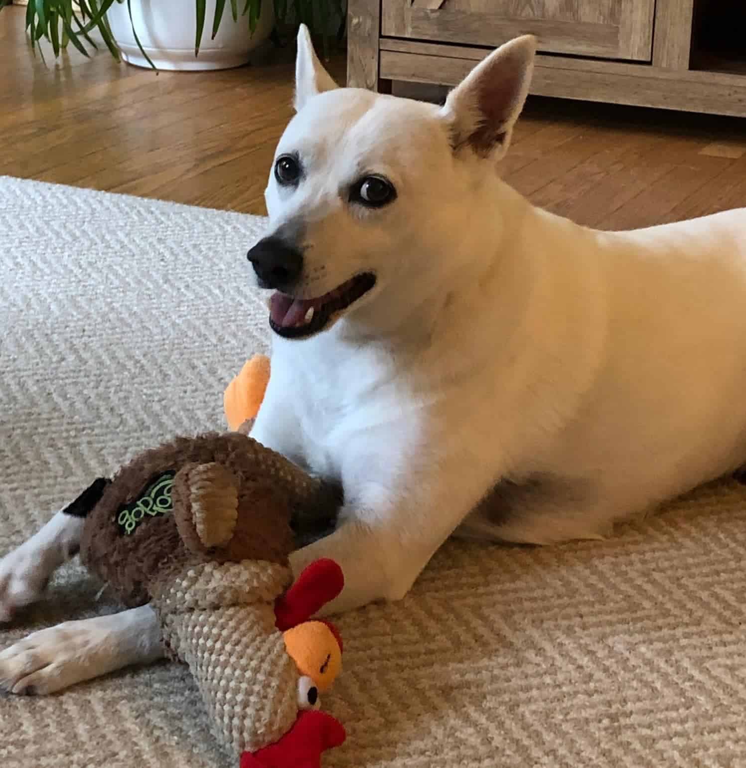 Pet of the Week: “He hates hugs, kisses, and snuggling.”