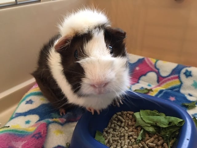 Pet of the Week: “She enjoys eating, napping, and running laps around her cage.”