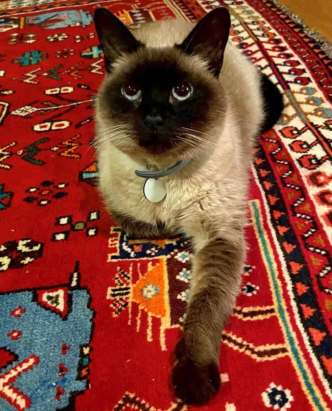 Pet of the Week: “She used to sit on my shoulder when she was a kitten when I was working from home.”