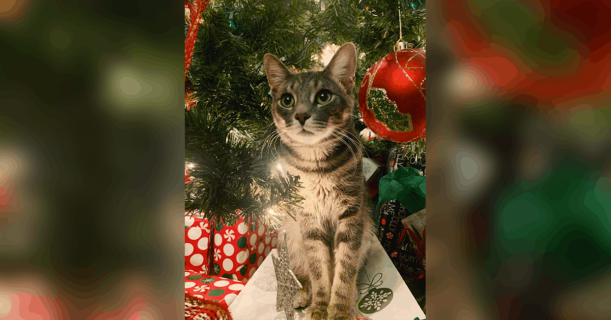 Pet of the Week: “He loves taking walks outside to eat grass and chase bugs.”
