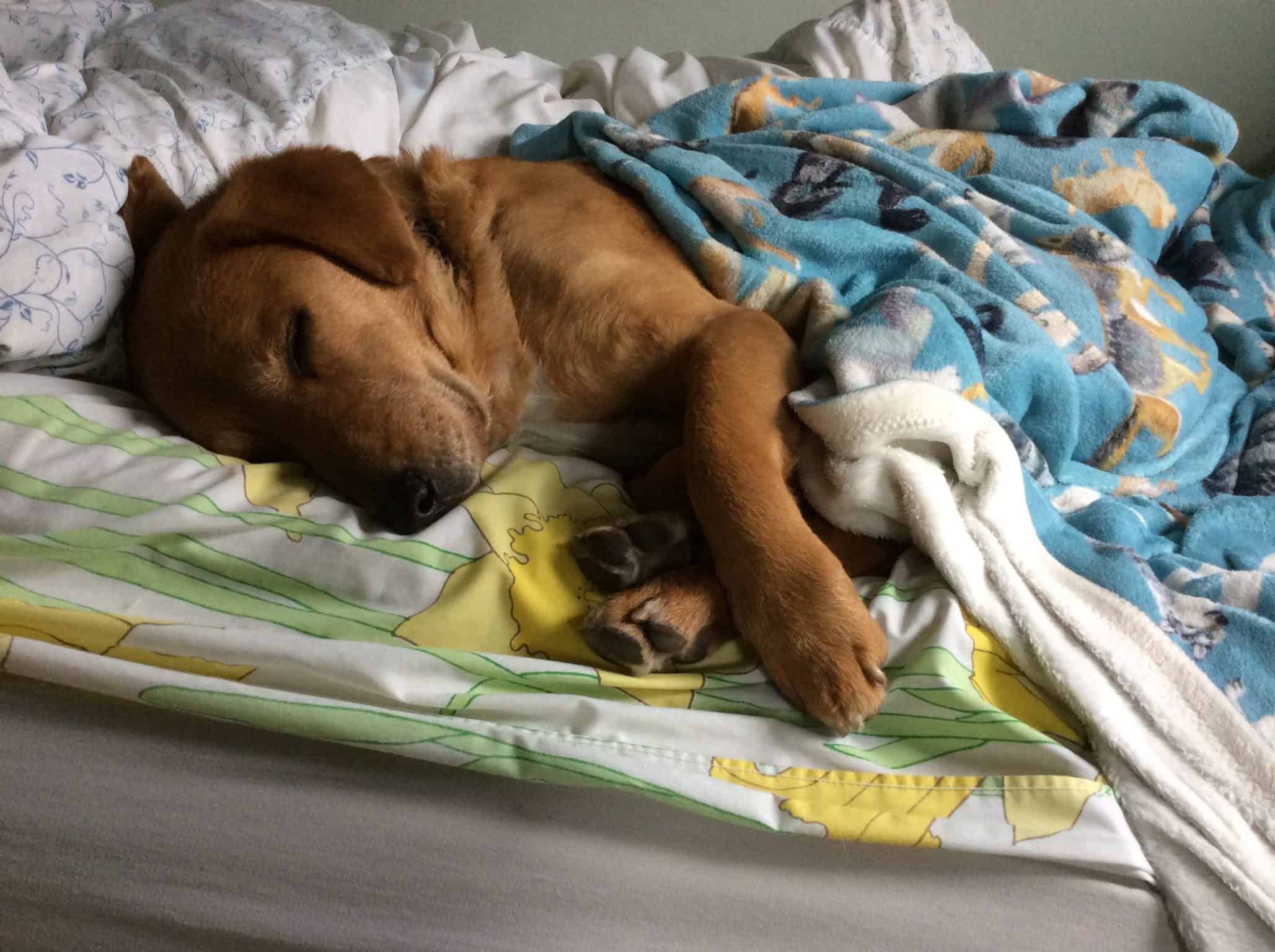 Pet of the Week: “He’s always happy to learn new tricks, unless he’s trying to sleep.”