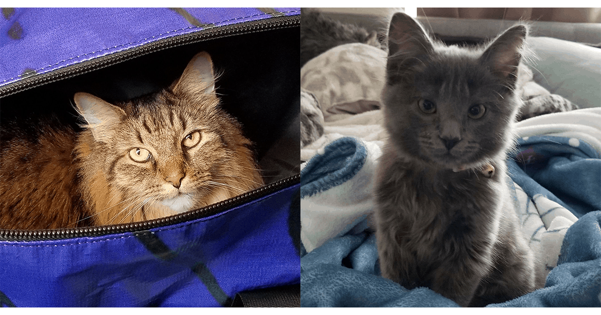 Pet of the Week: “He was very lonely without Gus, his bro.”