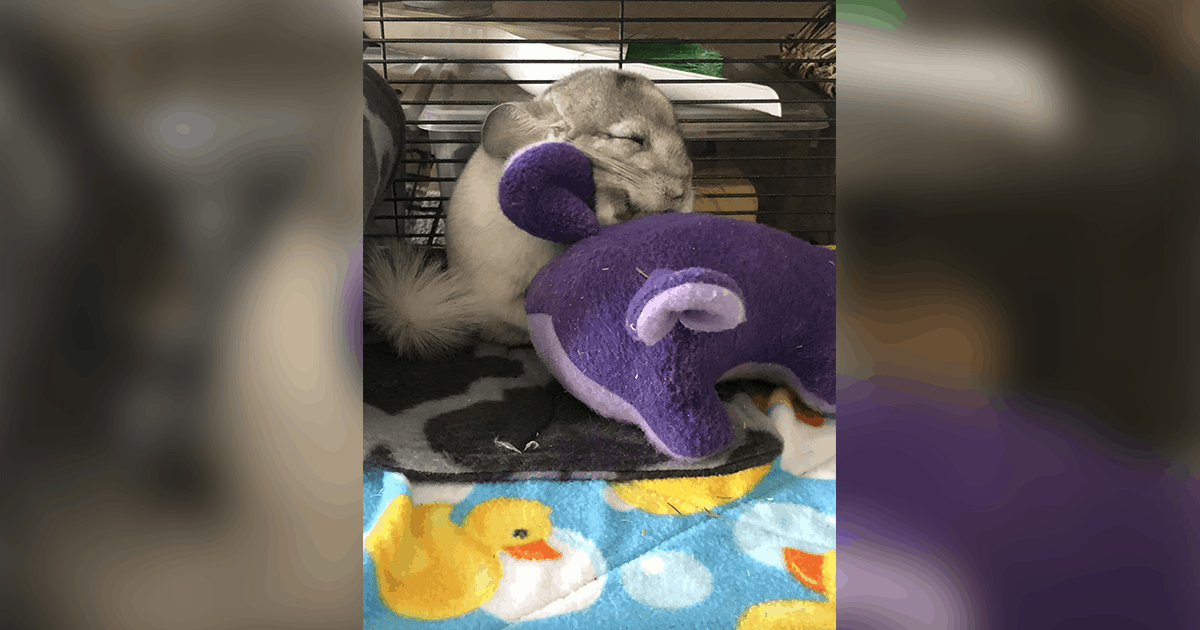 Pet of the Week: “…We get to spend our workday watching Ember sleep in all sorts of ridiculous positions.”