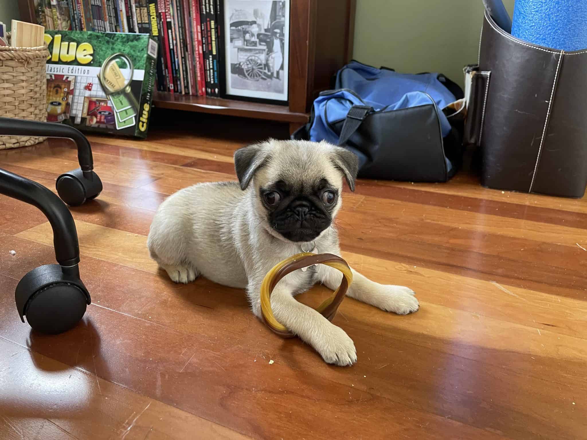 Pet of the Week: “She loves biting anything she can get a hold of.”