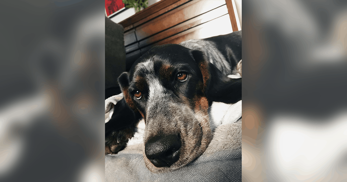 Pet of the Week: “Marbles is energetic and loving; people love the black heart on her side and her pattern.”