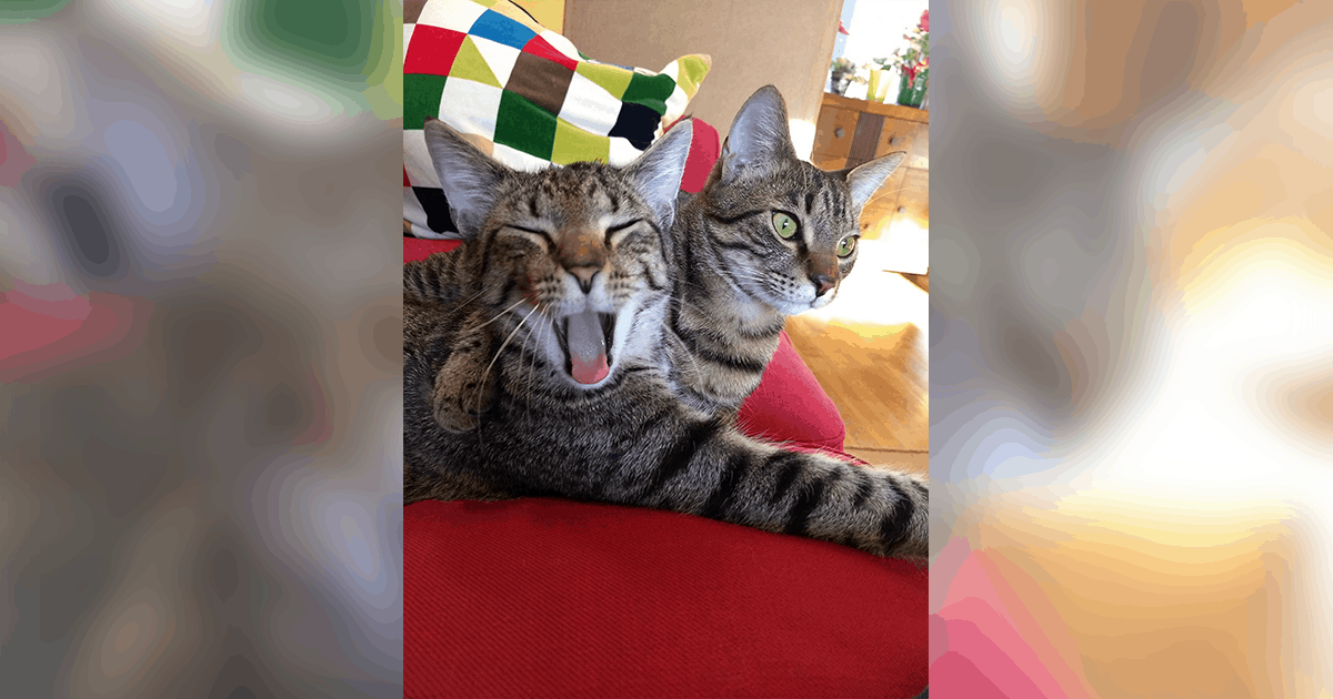 Pet of the Week: “They sleep together and chase each other, stampeding around the house.”