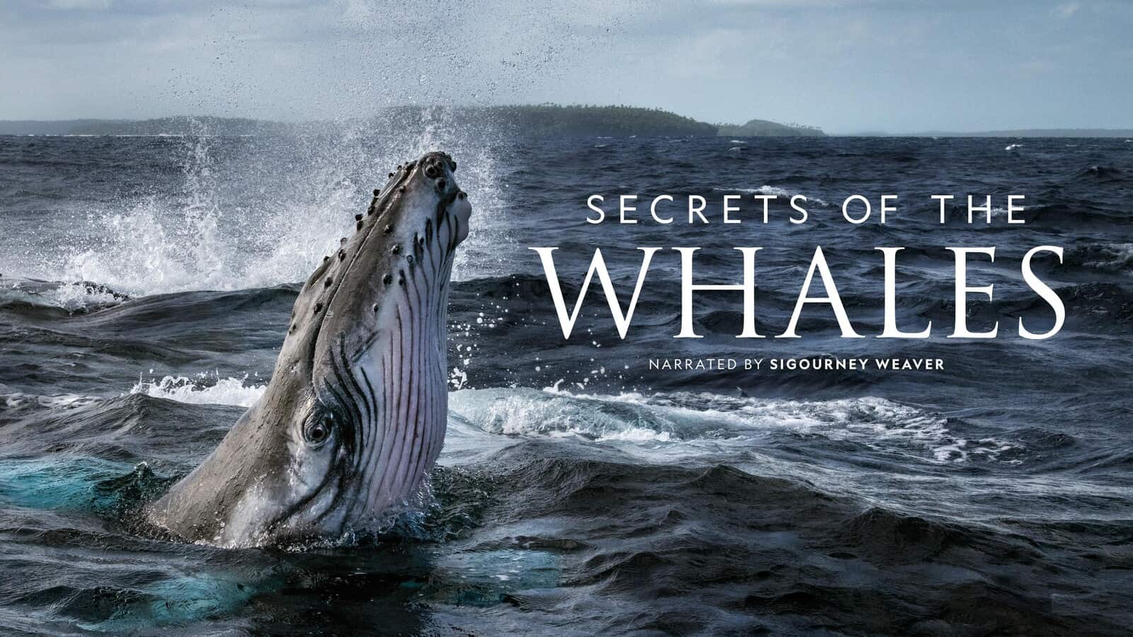 Silver Spring’s Red Rock Films Earns Three Emmy Nominations for “Secrets of the Whales”