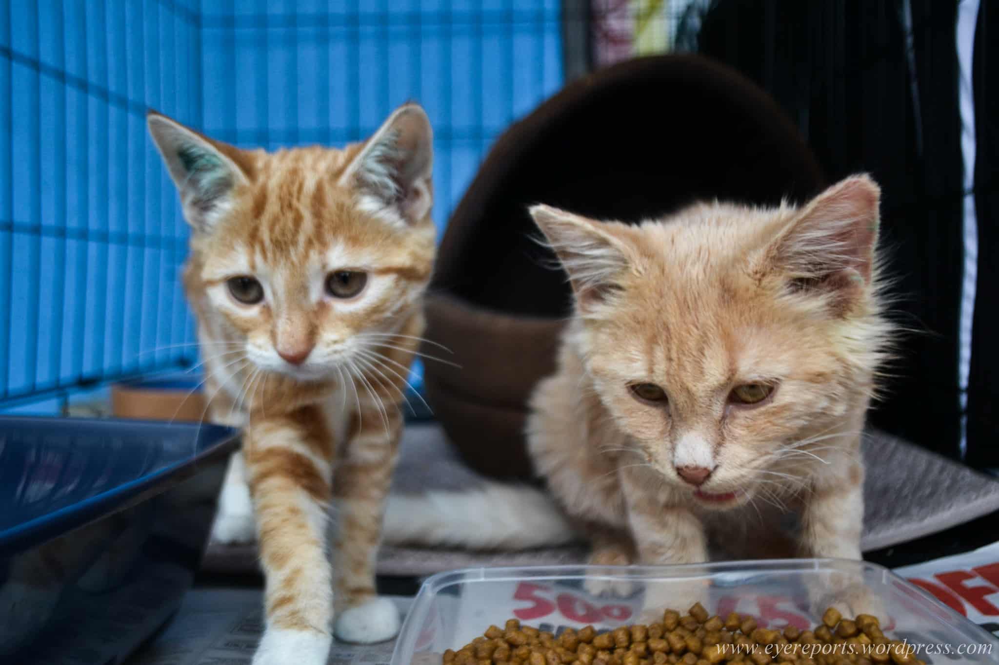 Council Passes Bill to Create Animal Issues Advisory Committee