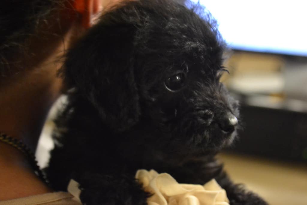 MCASAC Joins Nationwide “Clear the Shelters” Adoption Event