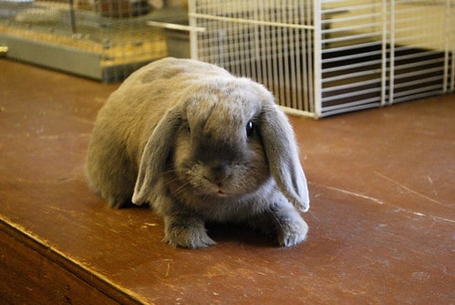 “Pocket Pet Palooza” Waives Adoption Fees  for Small Mammals at Shelter