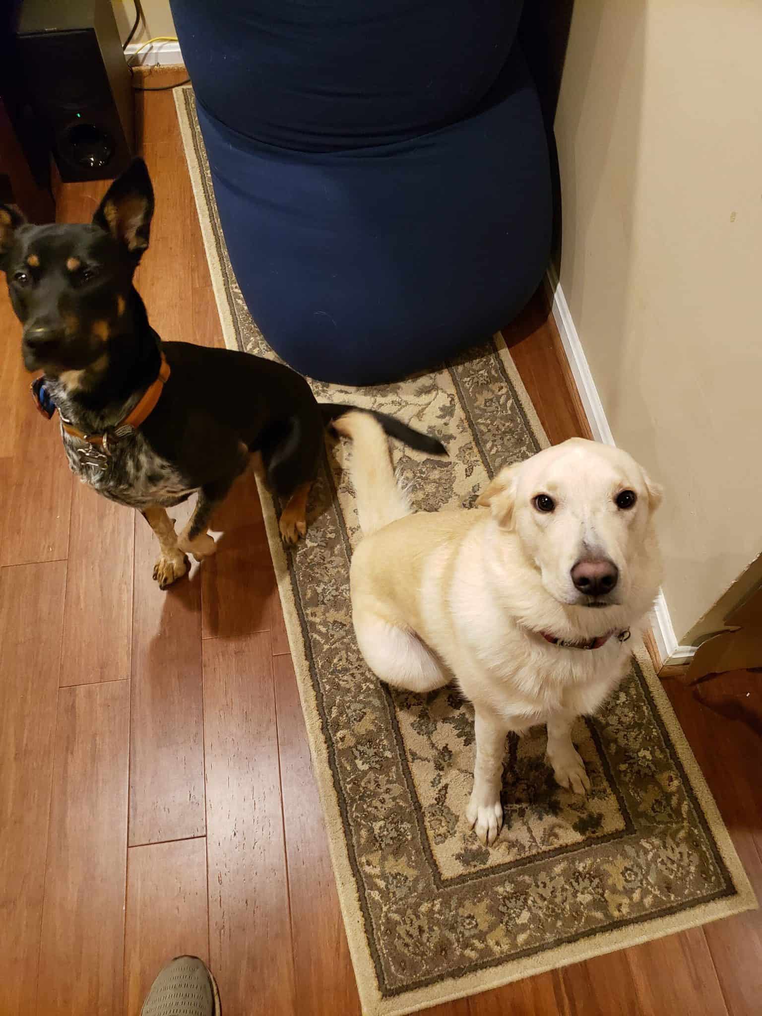 Pet of the Week: “They are best friends and the best anti-depressants.”