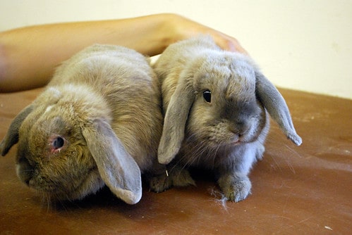 County’s Adoption Center Waiving Fees to Adopt Rabbits