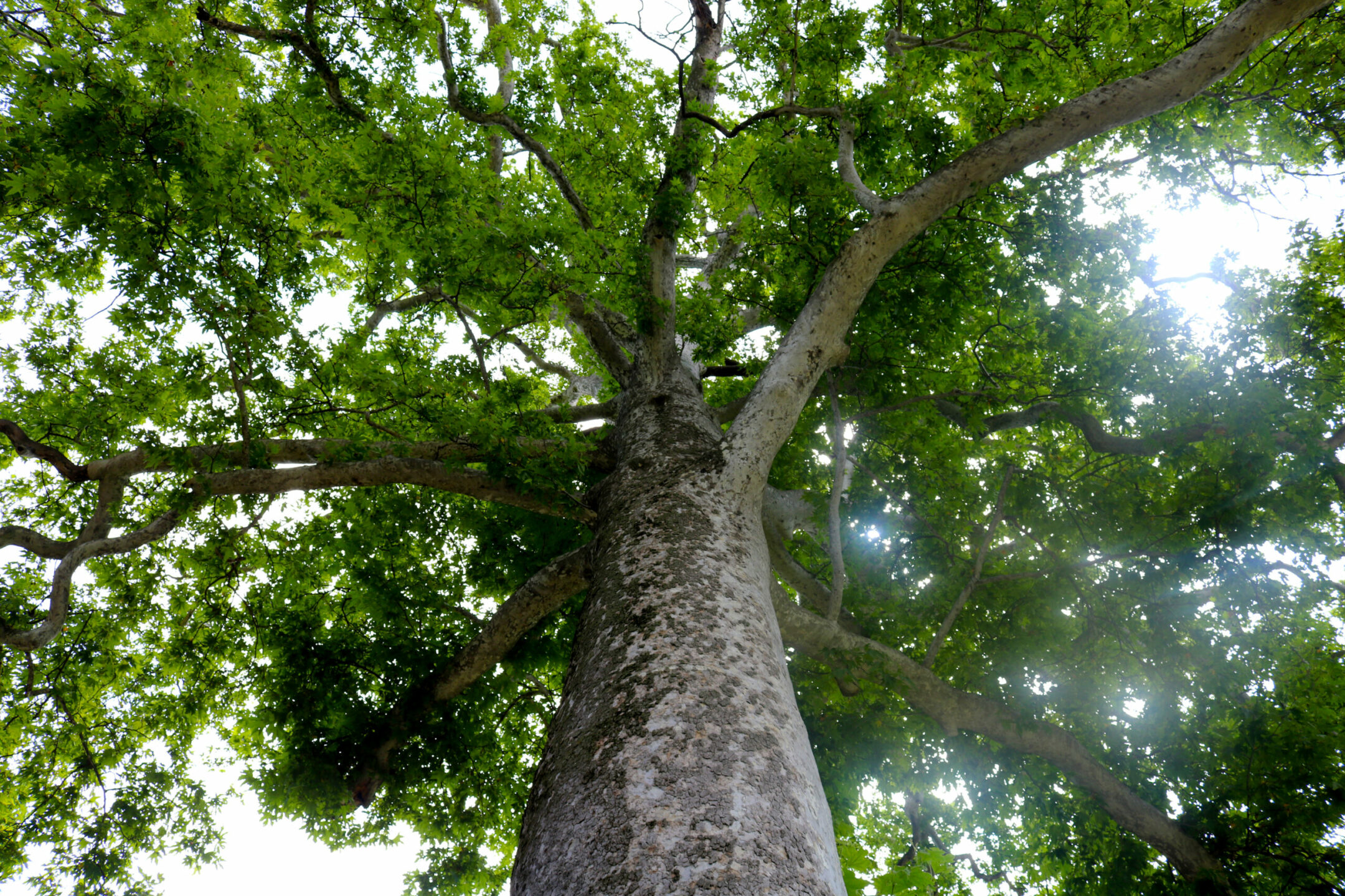 Spring Plant-A-Tree Orders Now Accepted