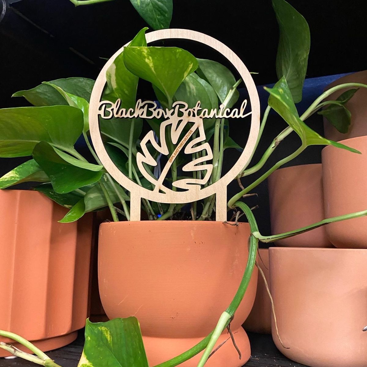 New Houseplant, Lifestyle Shop to Hold Grand Opening Saturday in Takoma D.C.