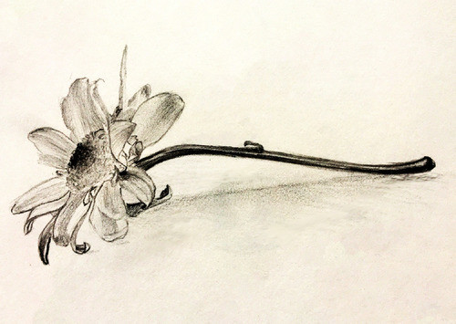 Intro to Drawing for Adults