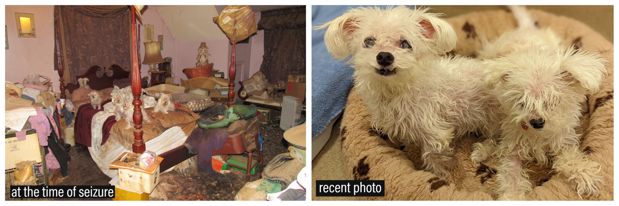 Grooming Salon Owner Convicted on Animal Cruelty Charges