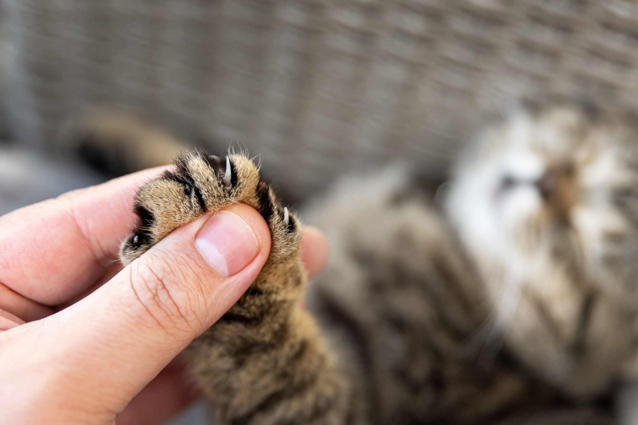 Cat Declawing Now Banned in Maryland