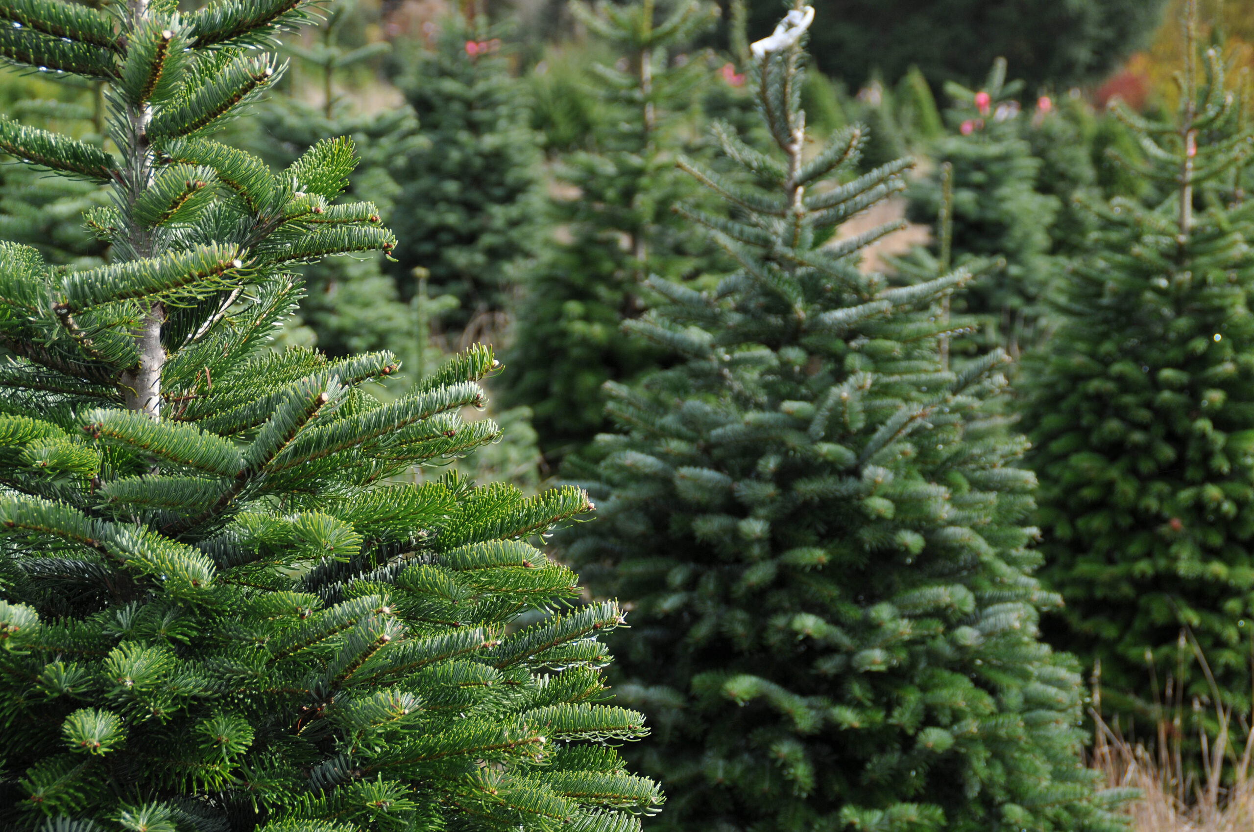 Police Investigating Christmas Tree Theft