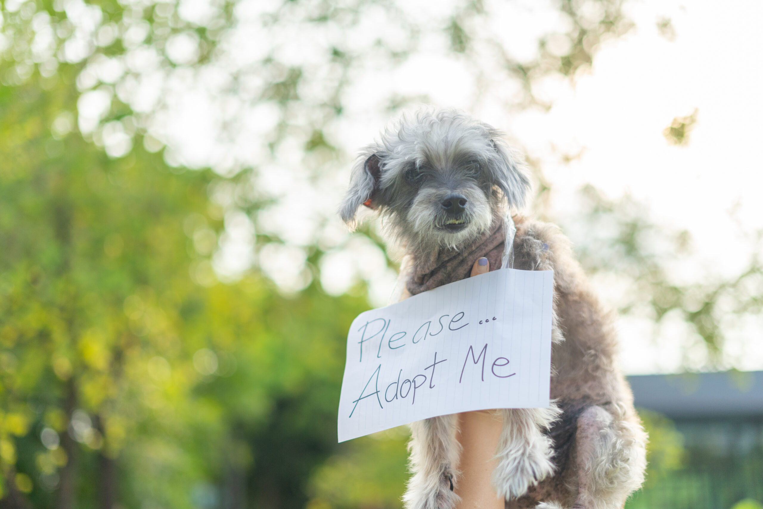 Home for the Holidays Animal Adoption Event Extended Through Dec. 31