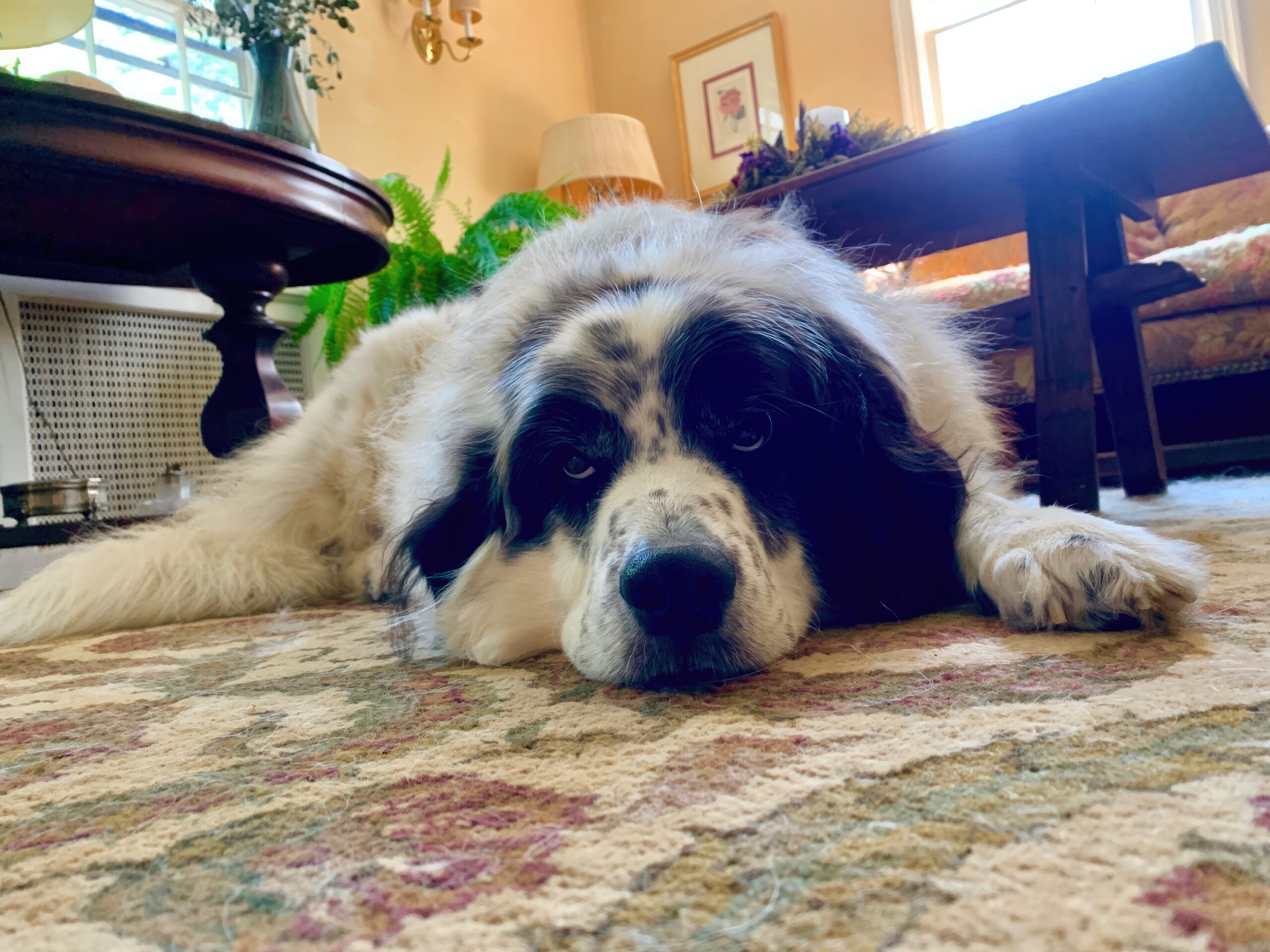 Montgomery Parks Issues Alert About Canine Flu