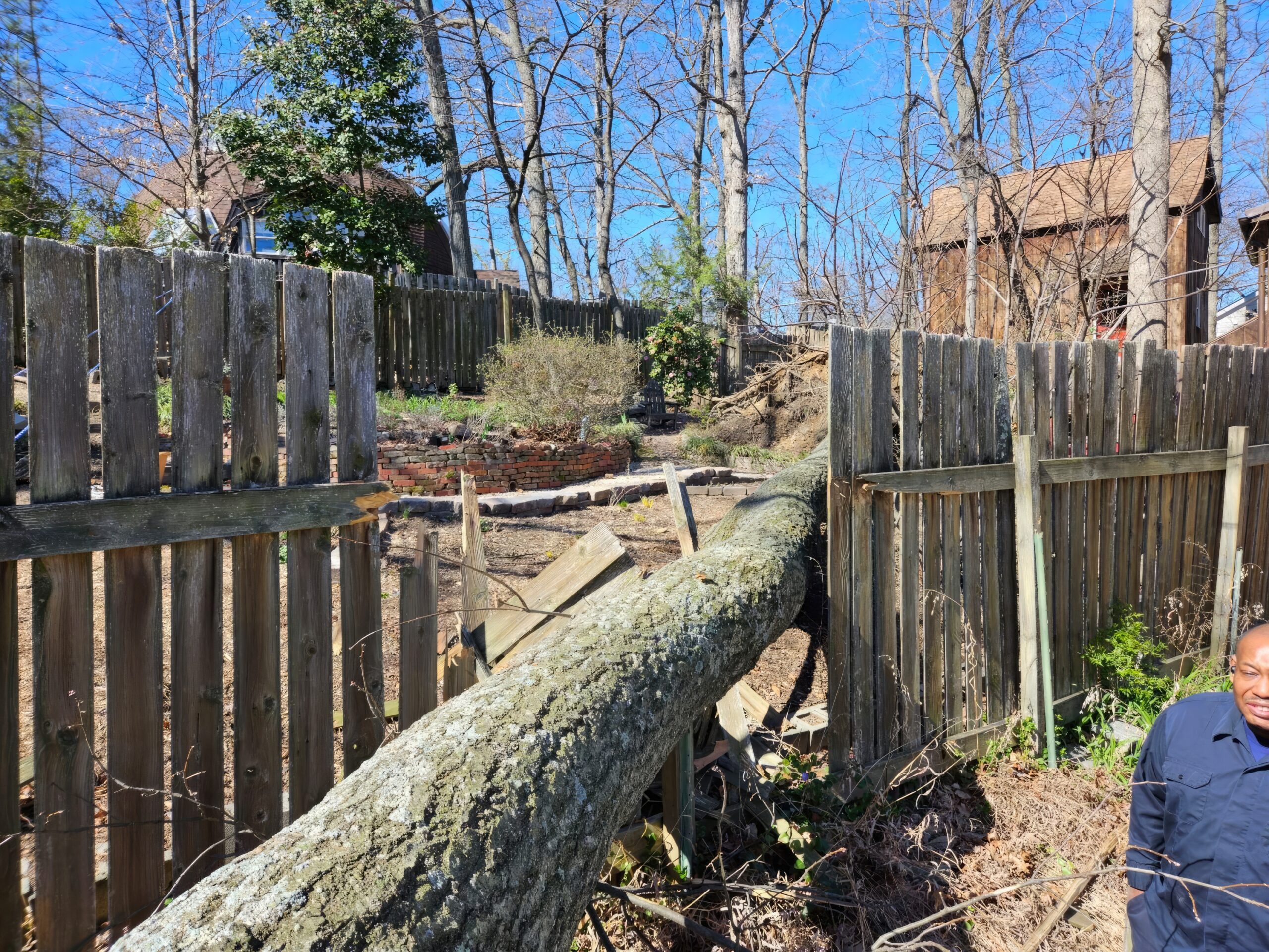 Tree Crashes Through Roof of Takoma Park Home; Dog Rescued
