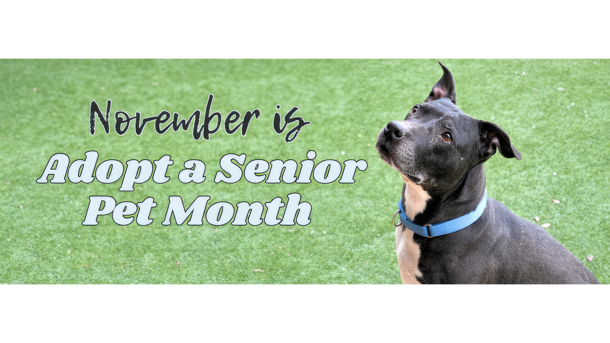 County Waiving All Pet Adoption Fees Until Further Notice
